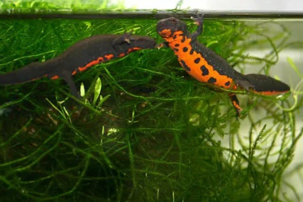 家养蝾螈吃什么,喜欢食用活的小动物