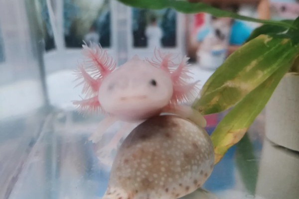 家养蝾螈吃什么,喜欢食用活的小动物