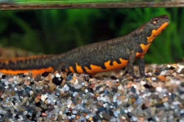 家养蝾螈吃什么,喜欢食用活的小动物