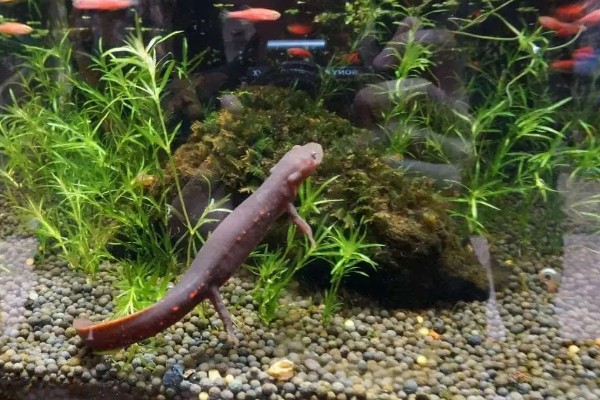 家养蝾螈吃什么,喜欢食用活的小动物