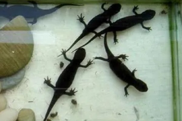 家养蝾螈吃什么,喜欢食用活的小动物