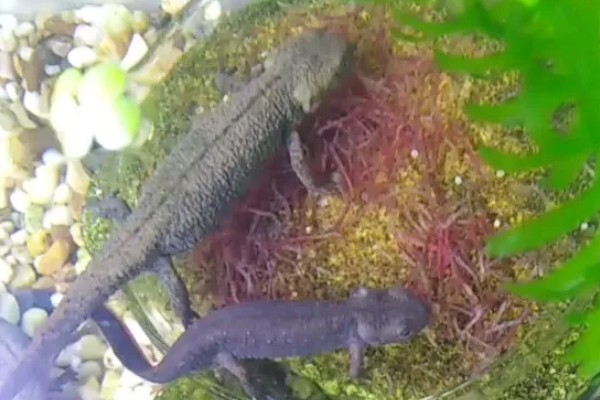 家养蝾螈吃什么,喜欢食用活的小动物