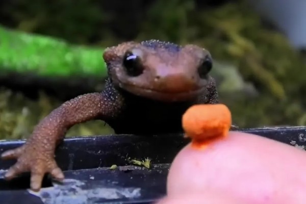 家养蝾螈吃什么,喜欢食用活的小动物