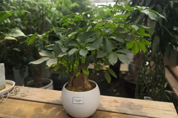 怎么养殖摇钱树盆栽，生长适温15-25℃