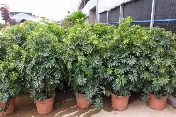 怎么养殖摇钱树盆栽，生长适温15-25℃