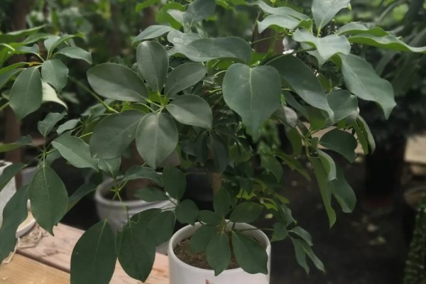 怎么养殖摇钱树盆栽，生长适温15-25℃