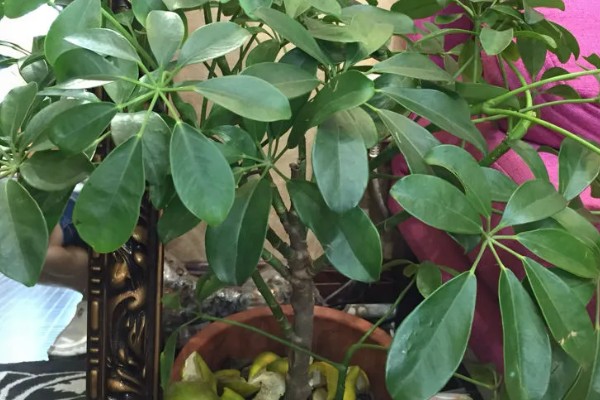 怎么养殖摇钱树盆栽，生长适温15-25℃