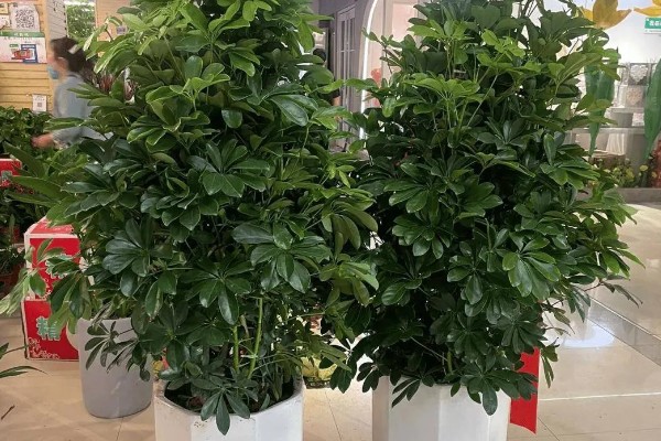 怎么养殖摇钱树盆栽，生长适温15-25℃