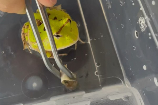 角蛙不进食如何处理,温度不适可保持在24-28℃