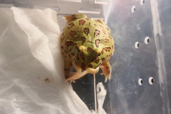 角蛙不进食如何处理,温度不适可保持在24-28℃