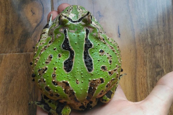 角蛙不进食如何处理,温度不适可保持在24-28℃