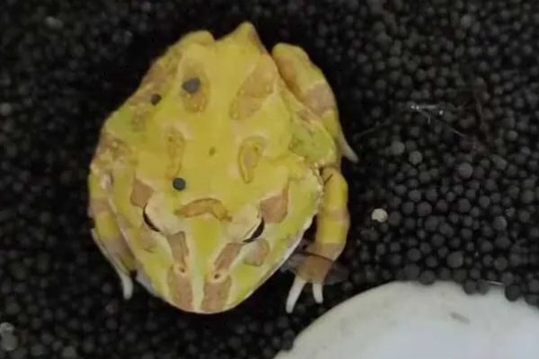 角蛙不进食如何处理,温度不适可保持在24-28℃