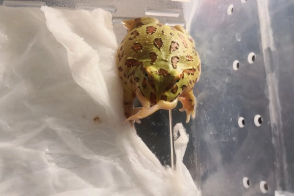 角蛙不进食如何处理,温度不适可保持在24-28℃