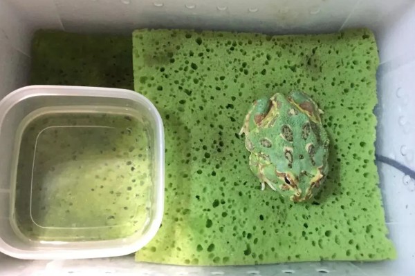 角蛙不进食如何处理,温度不适可保持在24-28℃