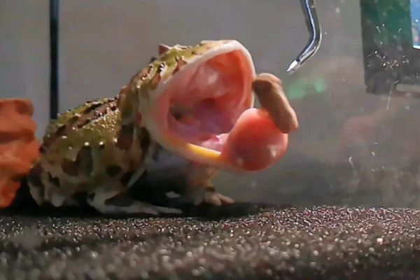 角蛙不进食如何处理,温度不适可保持在24-28℃