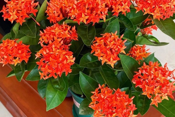 龙船花如何过冬，需要提前将其移到温暖的室内