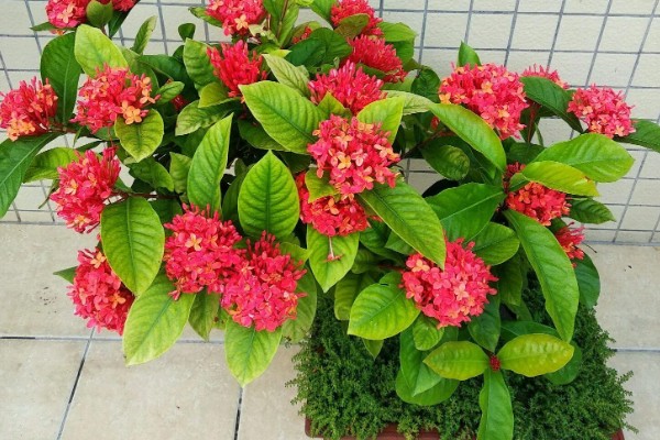 龙船花如何过冬，需要提前将其移到温暖的室内