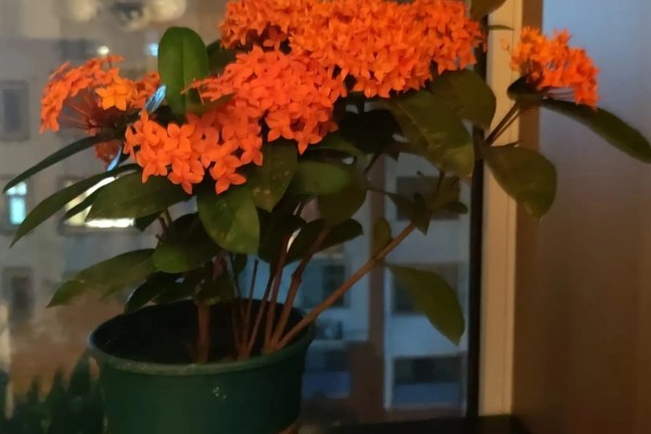 龙船花如何过冬，需要提前将其移到温暖的室内