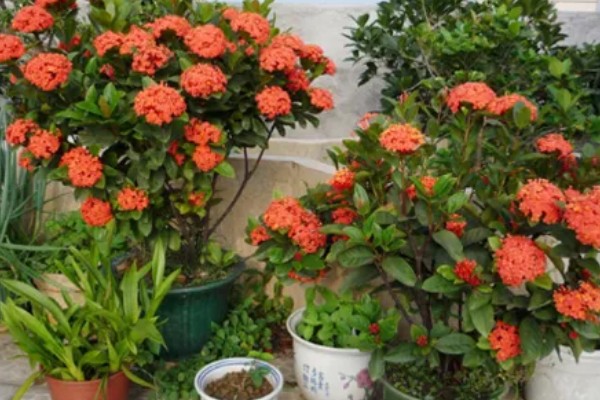 龙船花如何过冬，需要提前将其移到温暖的室内