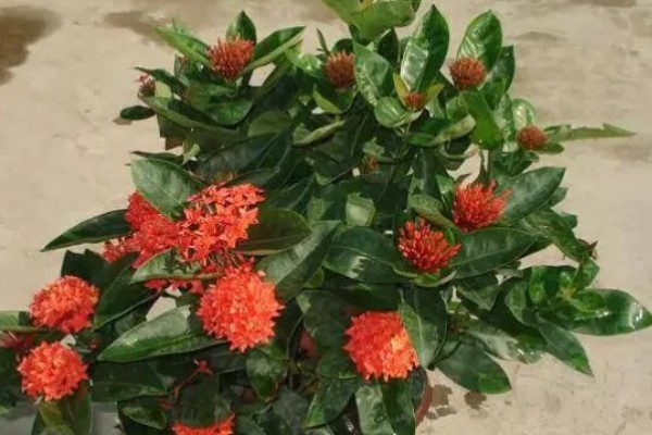 龙船花如何过冬，需要提前将其移到温暖的室内