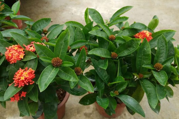 龙船花如何过冬，需要提前将其移到温暖的室内