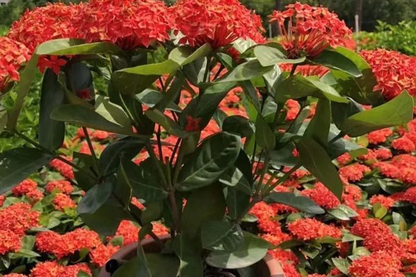 龙船花如何过冬，需要提前将其移到温暖的室内