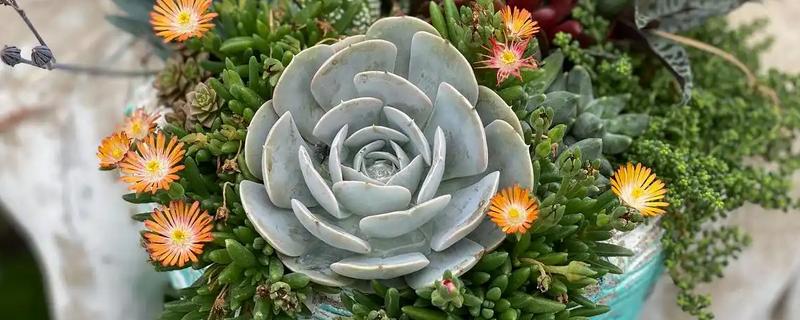 宝石花有什么特点，叶片呈倒卵形、花冠呈筒状