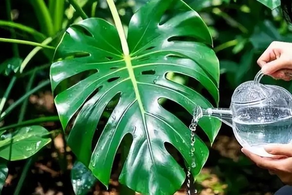 龟背竹叶子发黄焦边干枯的原因，需要保持盆土湿润