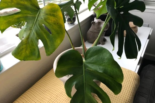 龟背竹叶子发黄焦边干枯的原因，需要保持盆土湿润