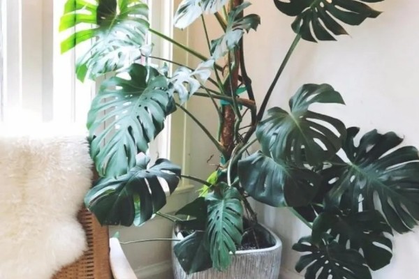 龟背竹叶子发黄焦边干枯的原因，需要保持盆土湿润