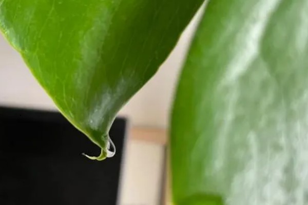 龟背竹叶子发黄焦边干枯的原因，需要保持盆土湿润