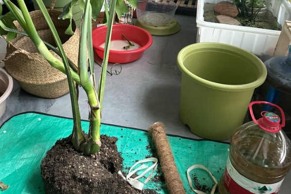 龟背竹叶子发黄焦边干枯的原因，需要保持盆土湿润