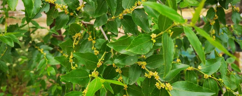 枣树什么时候开花结果，在5-7月份开花
