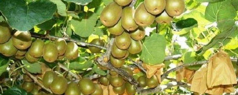 黄金果猕猴桃简介，成熟之后果肉为黄色