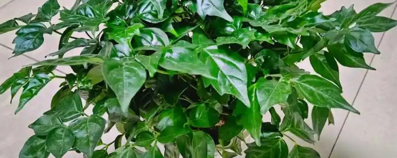 平安树怎么水培，每周换一次水