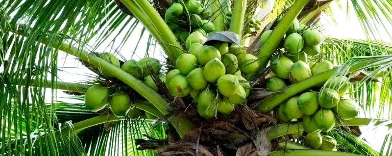 哪些棕榈科植物很常见，包括桄榔、椰子、袖珍椰子等品种