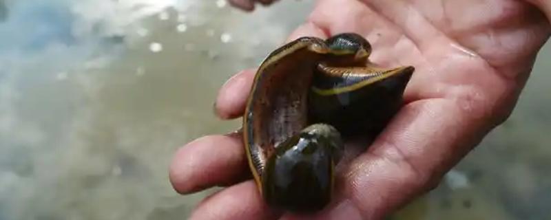 蚂蟥的诱捕方法，以下五种方式均可采取