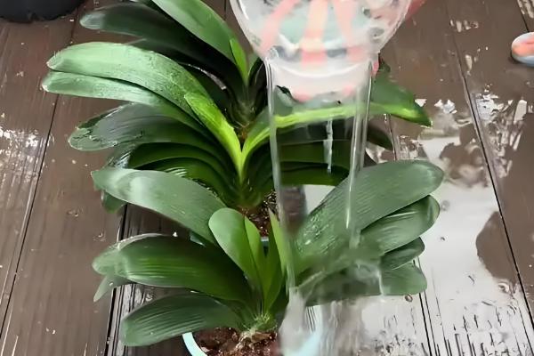 君子兰度夏与越冬的方法,夏季要经常在植株周围喷水增湿