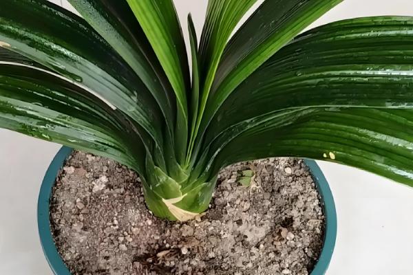 君子兰度夏与越冬的方法,夏季要经常在植株周围喷水增湿