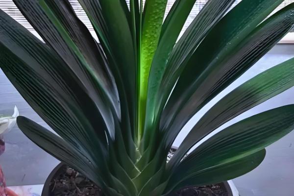 君子兰度夏与越冬的方法,夏季要经常在植株周围喷水增湿