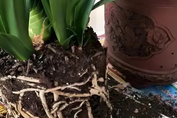 君子兰度夏与越冬的方法,夏季要经常在植株周围喷水增湿