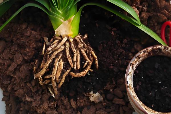 君子兰度夏与越冬的方法,夏季要经常在植株周围喷水增湿