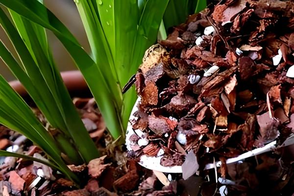 君子兰度夏与越冬的方法,夏季要经常在植株周围喷水增湿