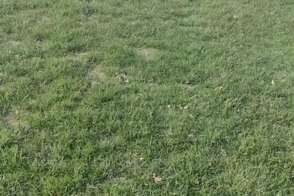 果岭草一年修剪几次，要修剪3-5次