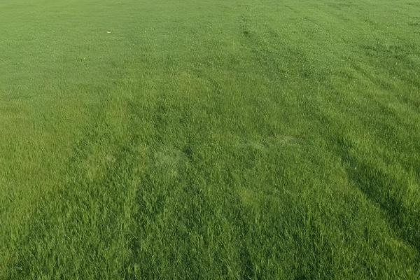 果岭草一年修剪几次，要修剪3-5次