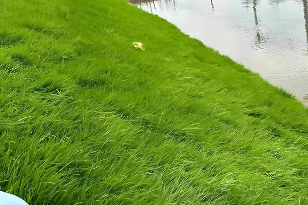 果岭草一年修剪几次，要修剪3-5次