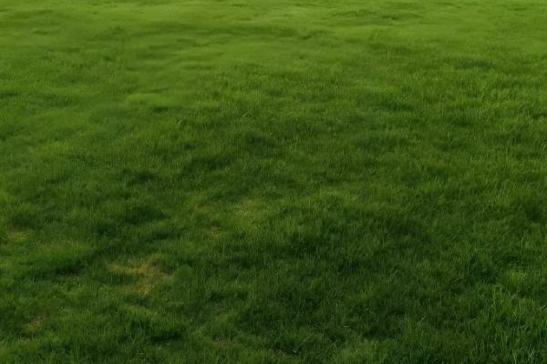 果岭草一年修剪几次，要修剪3-5次