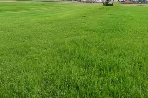 果岭草一年修剪几次，要修剪3-5次