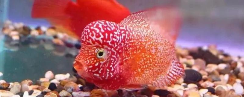 罗汉鱼水质如何处理，酸碱度在6.5-7.2之间