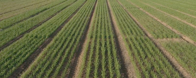 小麦为什么要冬灌，可缓和地温变化避免冻害死苗